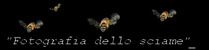 Fotografia dello sciame