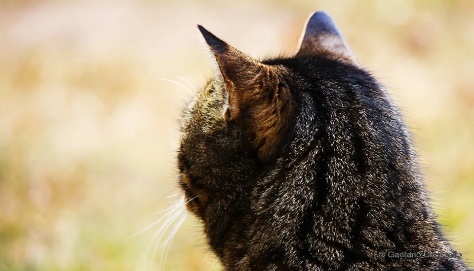 Profilo felino